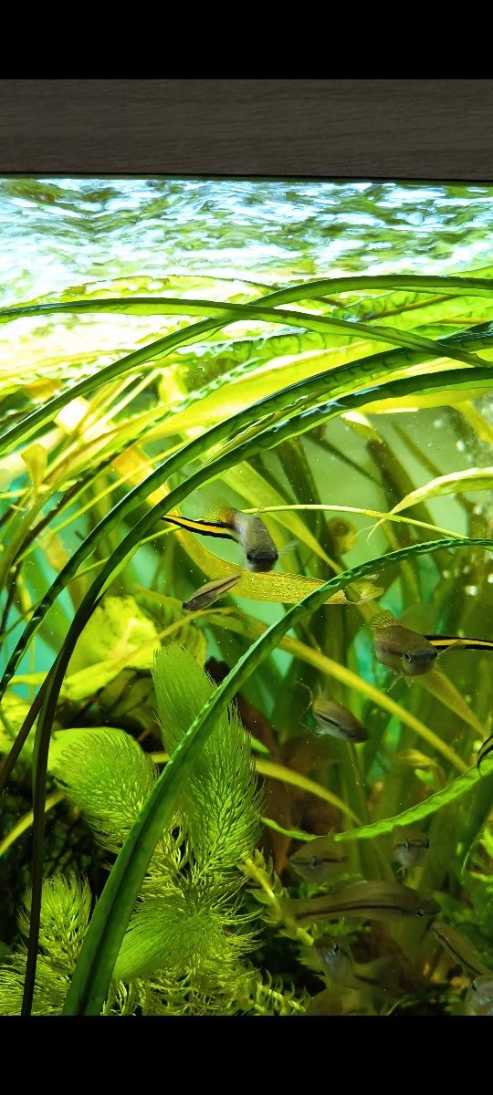 Xiphophorus helleri "Rio Jalapa"