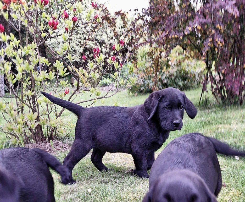 Szczeniaki Labrador Retriever