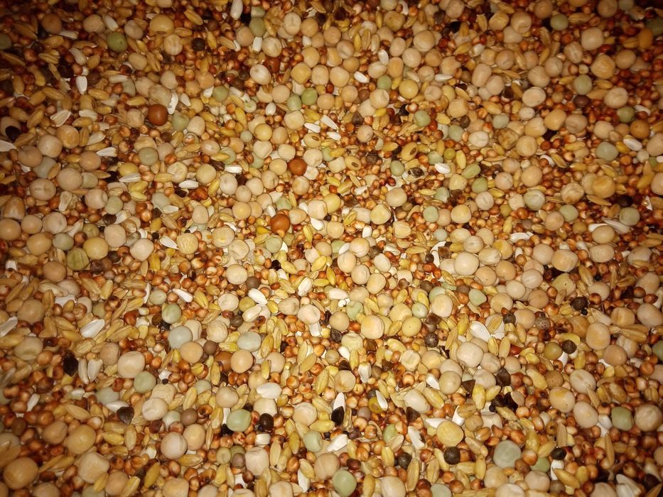 Karma dla gołębi Bez Kukurydzy i Pszenicy Białkowa Lider 25kg Kampol