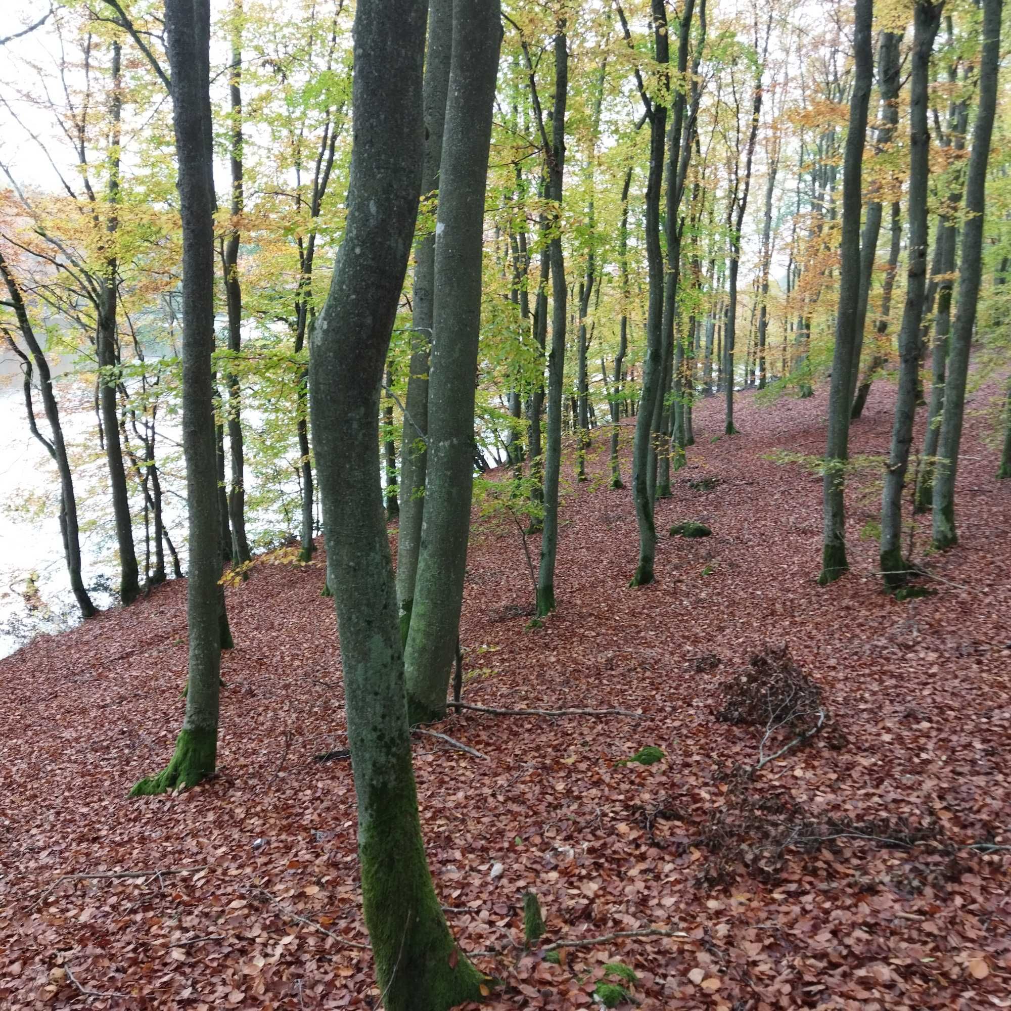 Las bukowy nad Jeziorem Kamieniczno