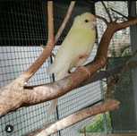 Kakariki adultos