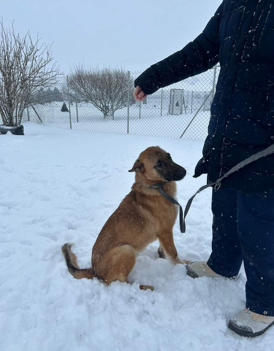 Psi dzieciak w typie owczarka Belgijskiego do adopcji