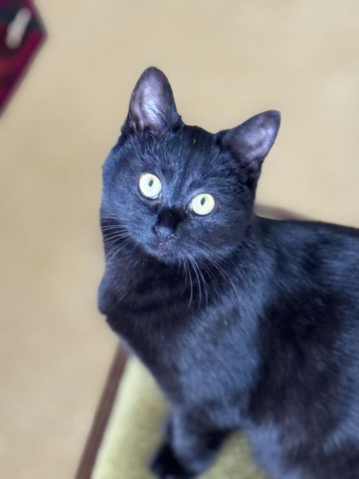 Віддам кошенятко у добрі руки