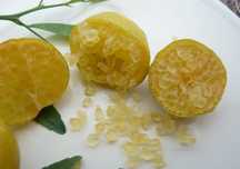 Plantas de Laranja Caviar