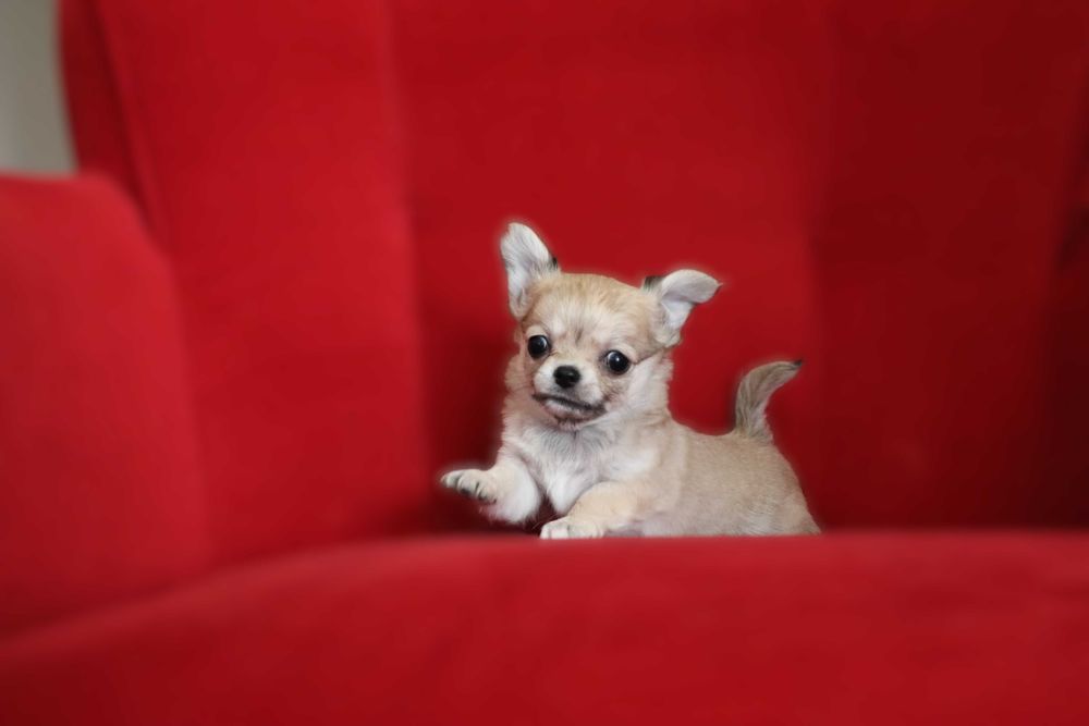 Maleńki długowłosy beżowy piesek chuhuahua SNIKRES ZKwP  FCI