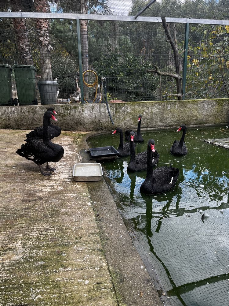 Cisnes negros ( sexados com microchip)