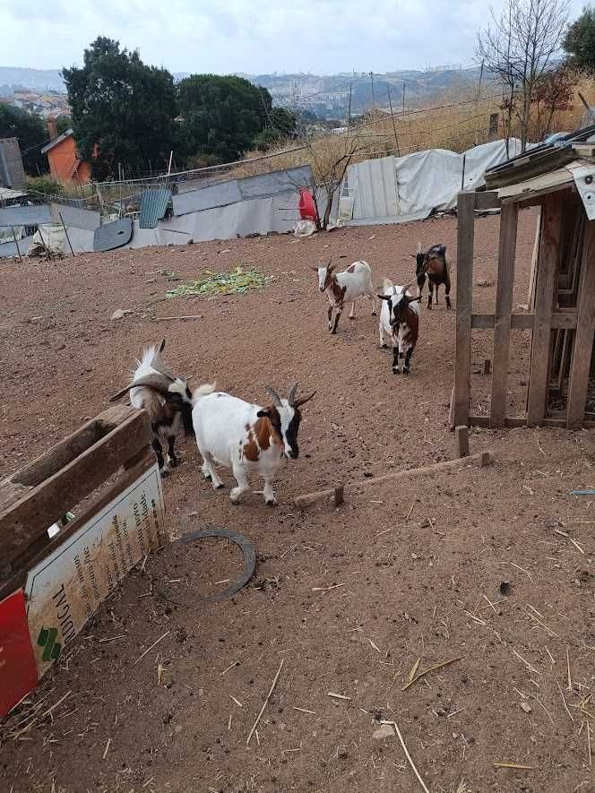 cabras anãs,perus,patos mudos