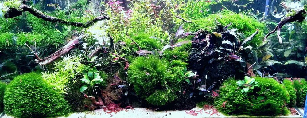 Mech GIANT Willow moss Fontinalis antiperytica var. gigantea