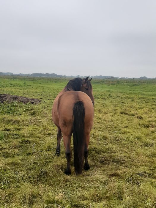 Продається кобила і лошиця (с. Вузлове Шептицький р-н)