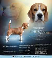 Reproduktor beagle Justin Xandrina FCI badania