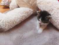 Kociaki do adopcji