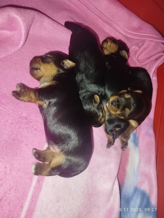 Piękne szczeniaki yorki terier