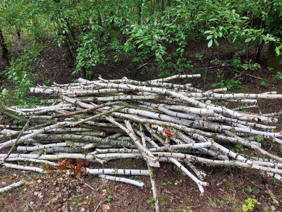 sprzedam gałęzie brzoza brzozowe na opał  opałowe