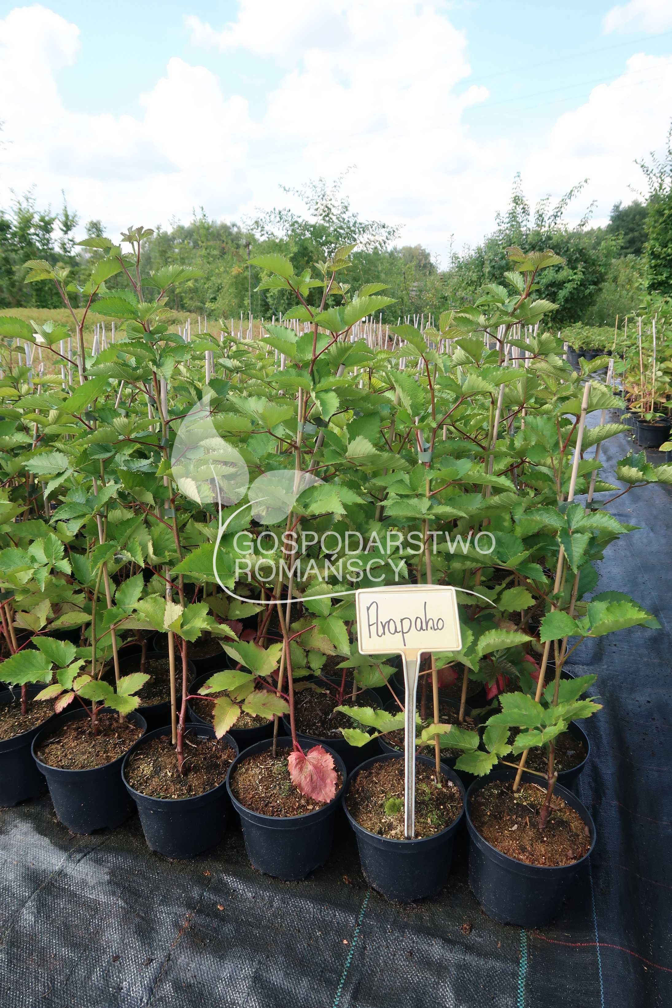 Sadzonki jeżyny bezkolcowej kategorii CAC (Rubus), blackberry