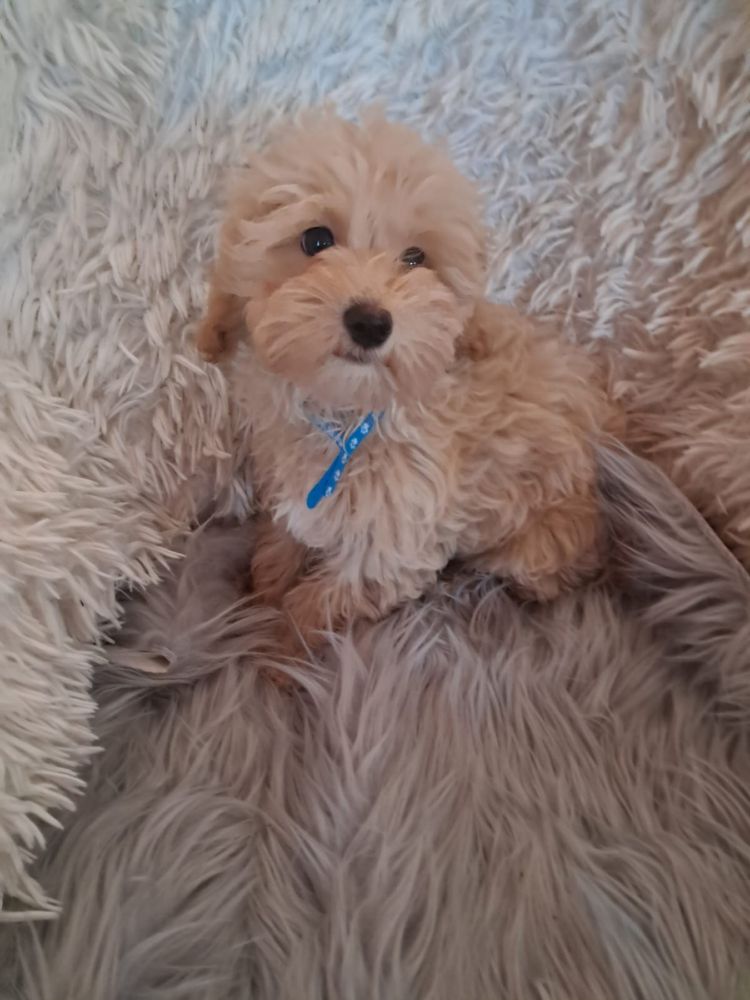 Maltipoo piesek mama maltańczyk tata pudel toy red