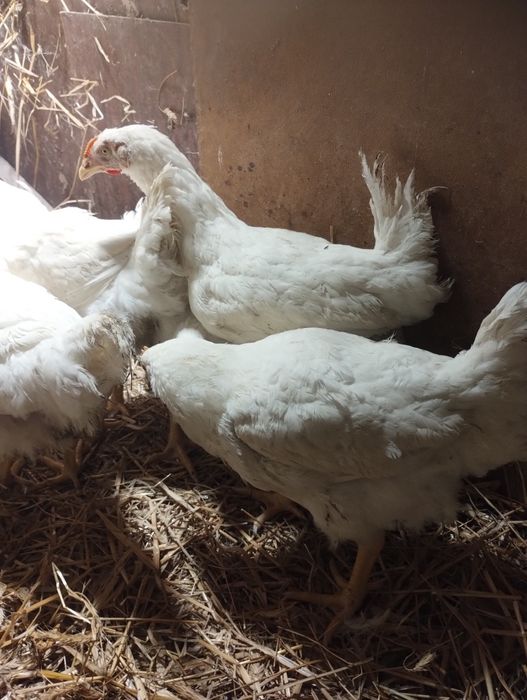 Sprzedam kury brojlery