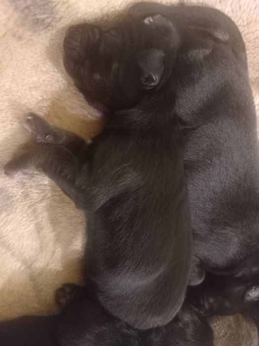 Zostały dwa pieski do oddania