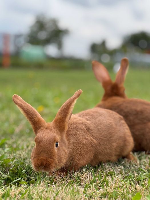 Królik Nowozelandzki czerwony