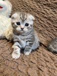 Шотландські кошенята