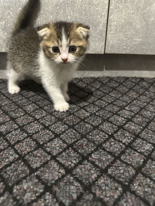 Віддам даром кошеняток