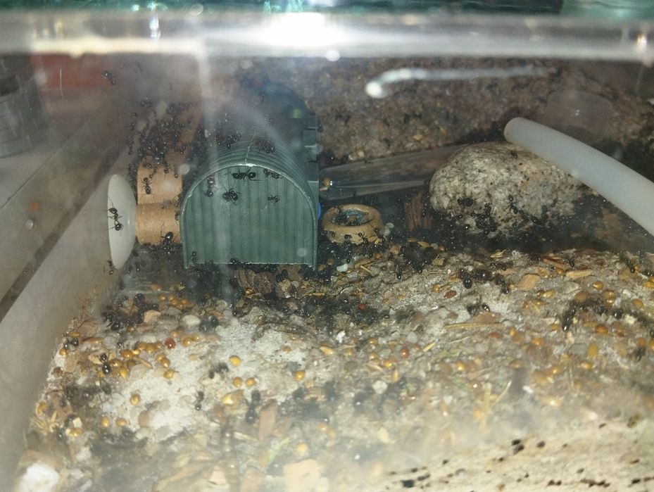 Mrówki messor barbarus