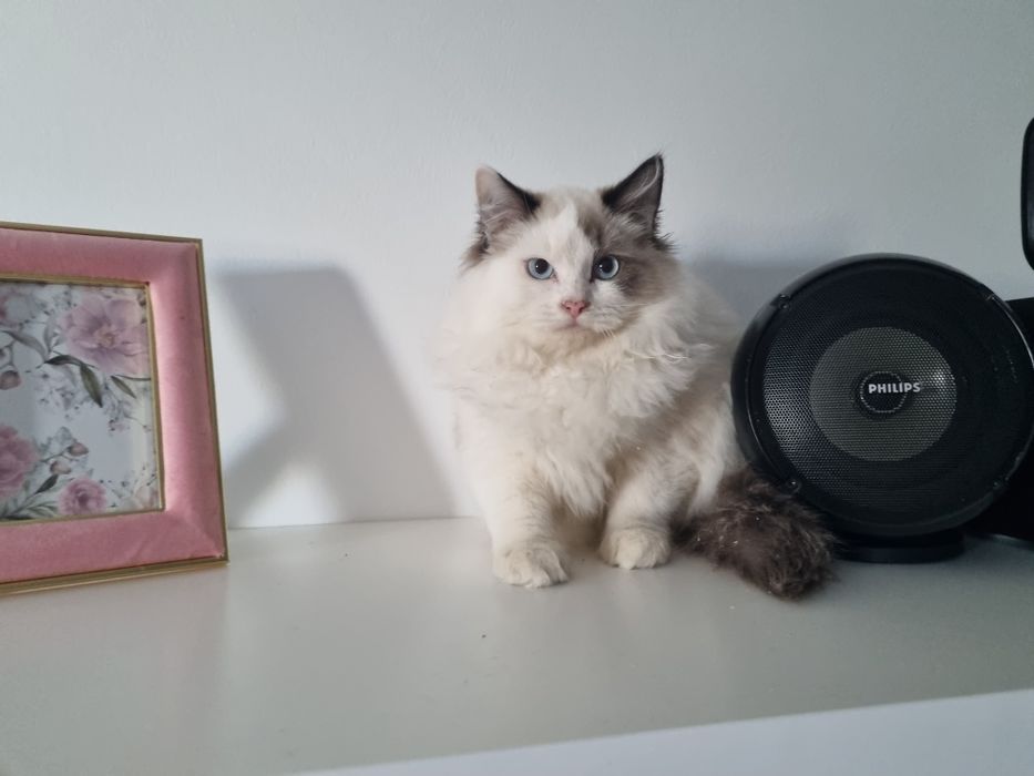 Koteczka ragdoll seal bicolor -500zł do 9.11
