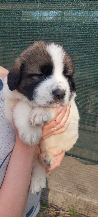 Цуценята м. сторожові