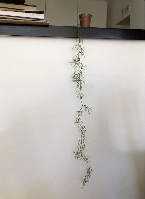 Bowiea volubilis kaudeks caudex