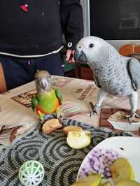 Выкормыши сенегальского попугая
