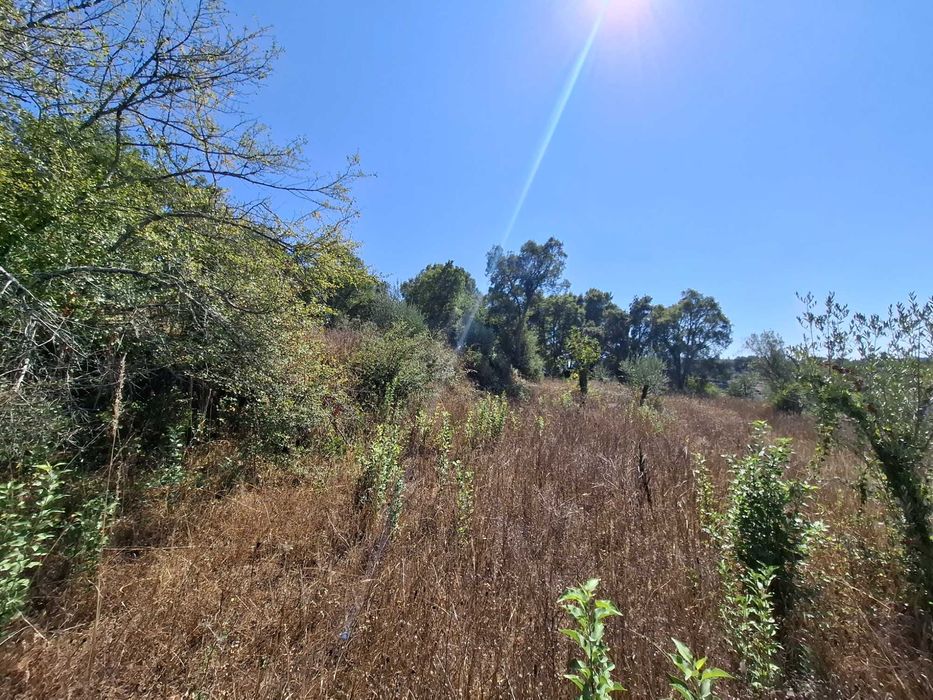 Quinta urbana (520m2) e rustica (26970m2) em Ceras / Tomar