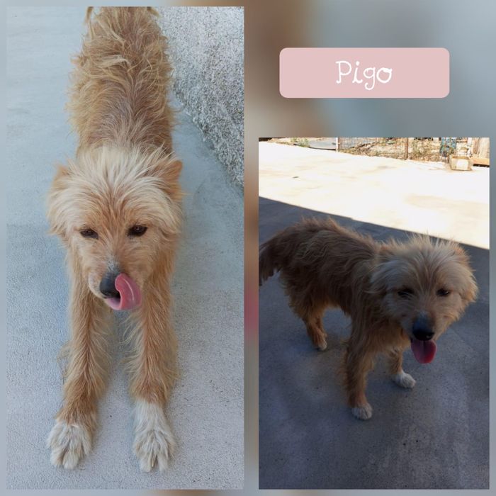 Cão jovem e meigo para adoção responsável