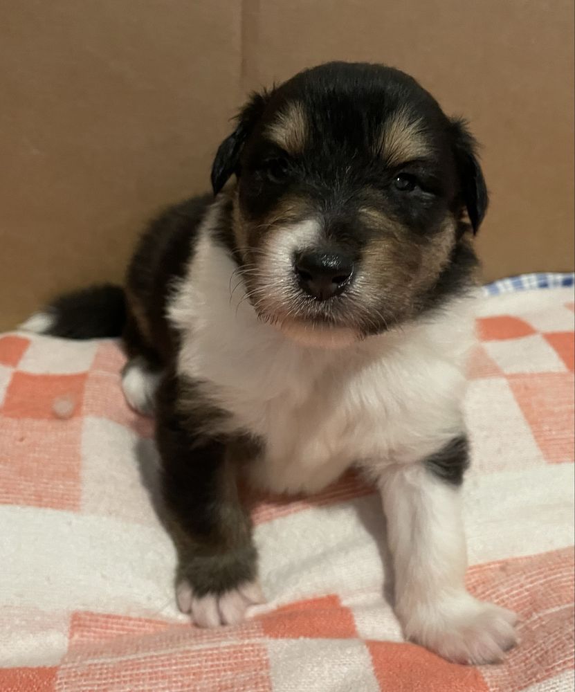 Szczeniak Owczarek Szkocki Długowłosy Collie