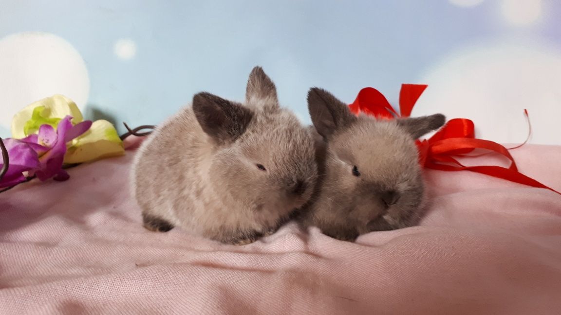 Królik miniaturowy mini lop hodowla zarejestrowana