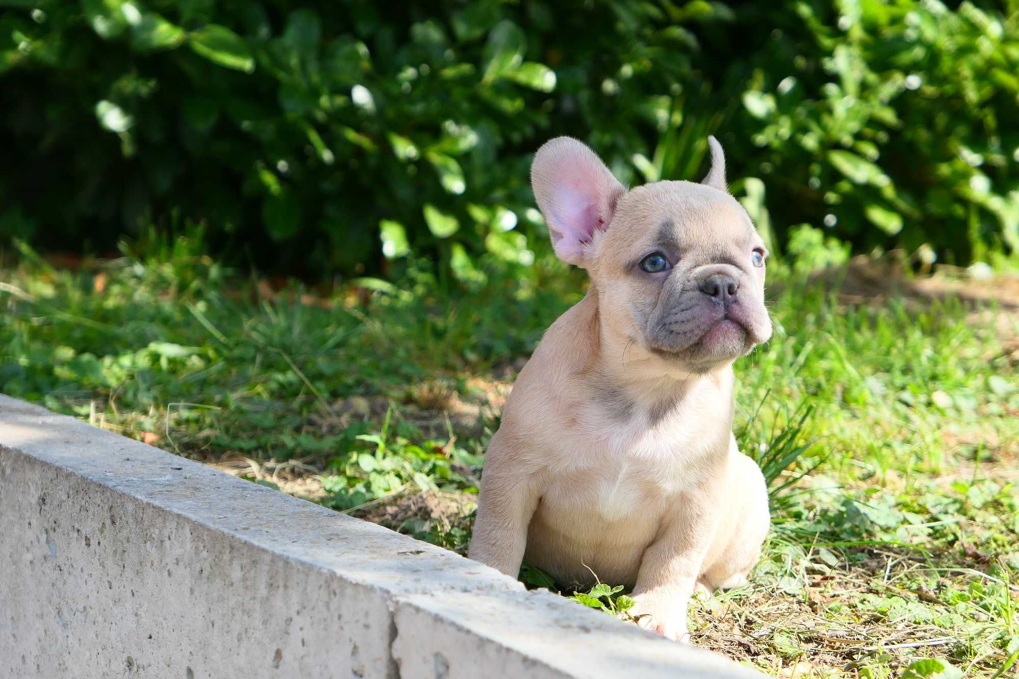Buldog Francuski- Suczka