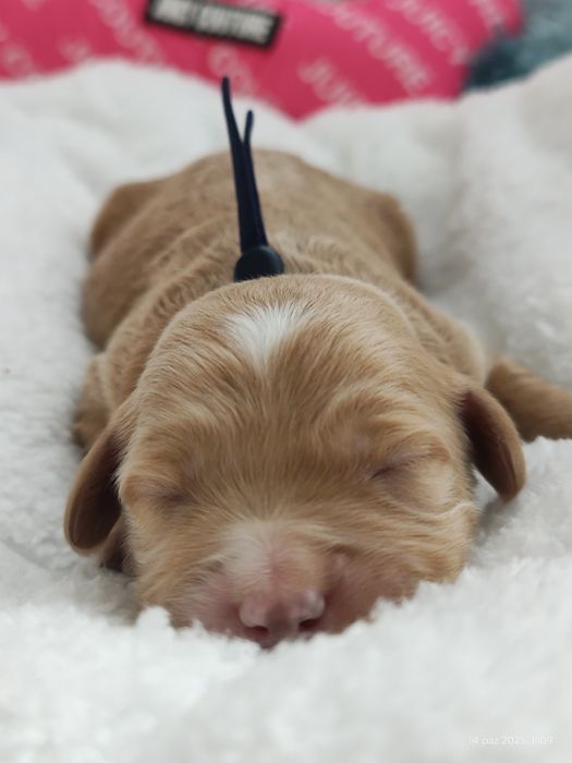 Mini Goldendoodle F1b Chłopczyk