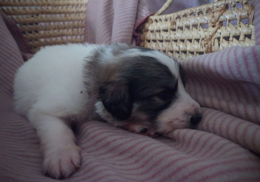 Pirenejski Pies Górski szczeniak   HERD KEEPERS FCI  - szczenię  FCI