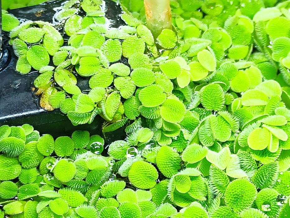 Salwinia piękna roślina pływajaca