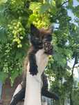 Отдам двух котят в добрые и отвецтвеные руки!!!