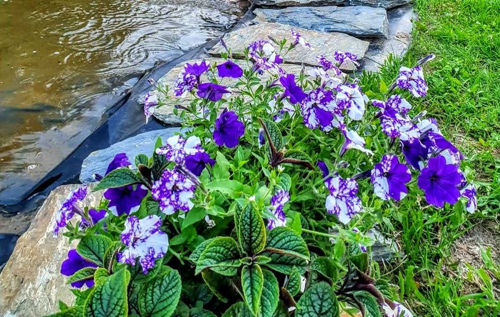 Kamień ogrodowy łupek szarogłazowy ścieżki, skalniak, kaskady,wysyłka