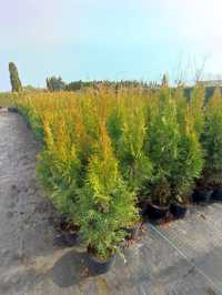 Thuja Smaragd, Tuja Szmaragd, 70 cm, na żywopłot, szkółka