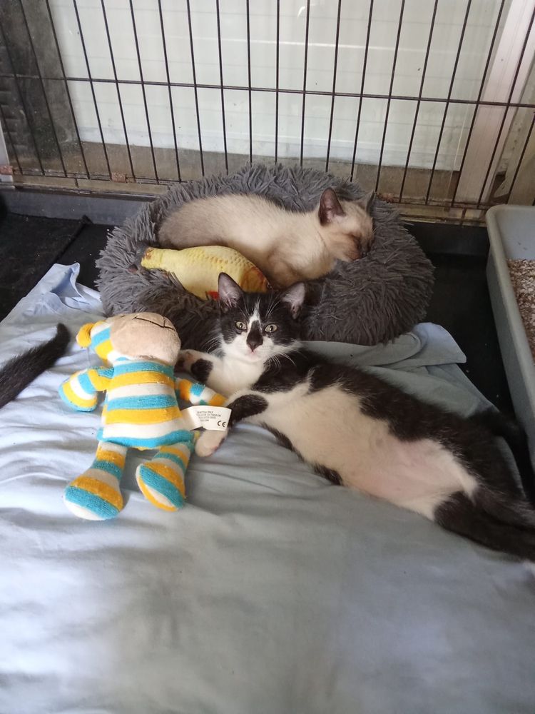 Gatinho macho 2,5 meses adopcão