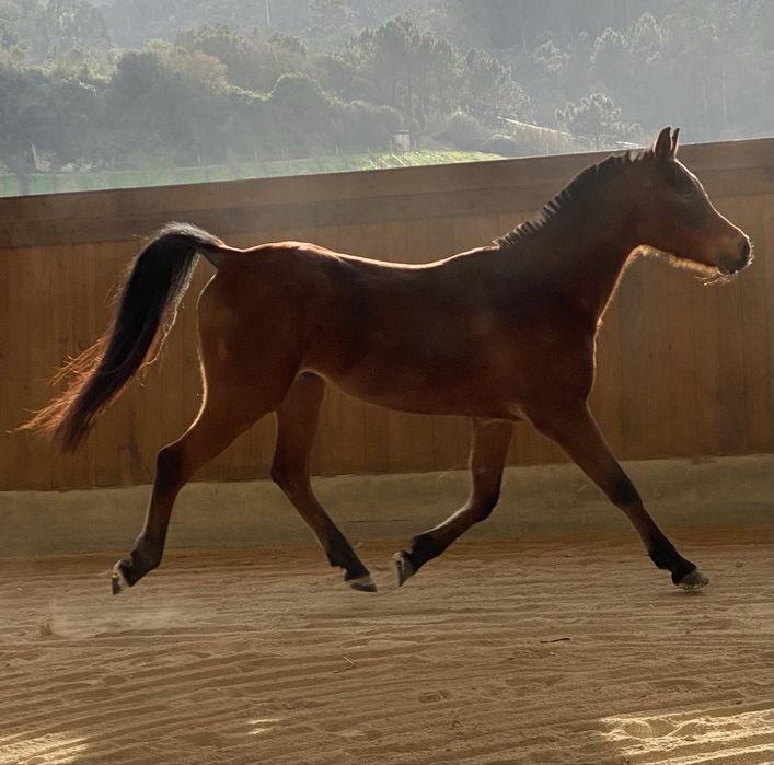 Vendo Cavalo PSA, 11 anos, castrado, 1.56 castanho