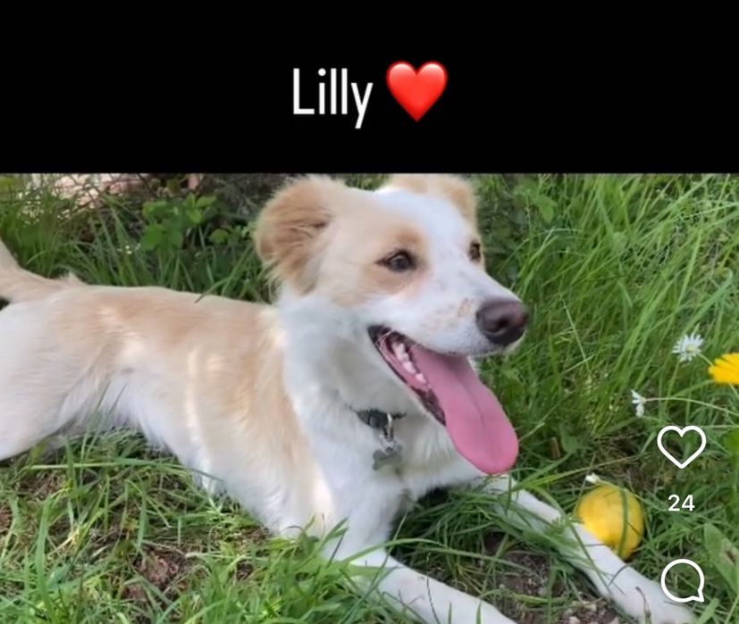 Border collie (loira, fêmea)