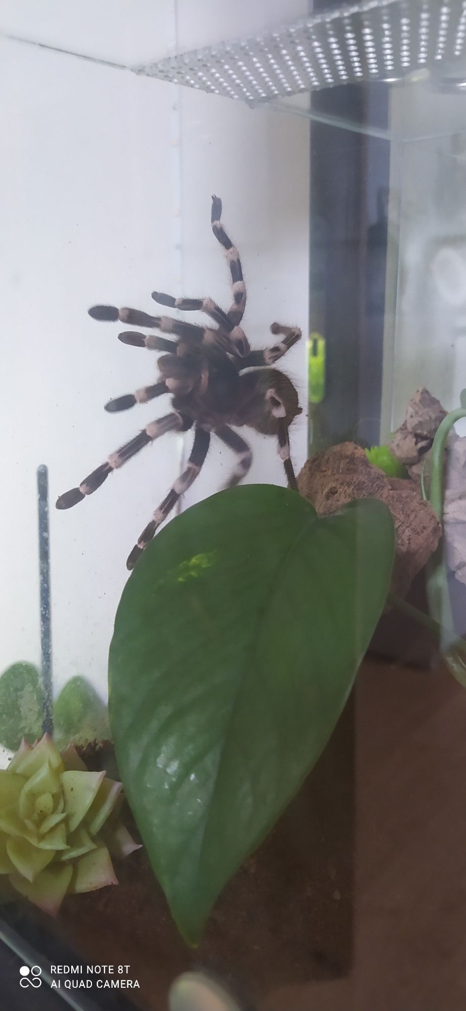 Terrarium z mieszkańcami x5