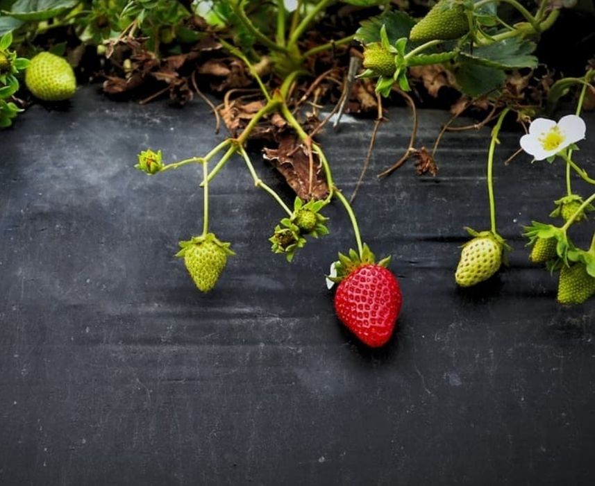 Agrowłóknina Ściółkująca