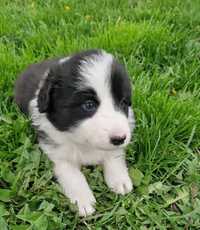 Border collie- kennel club