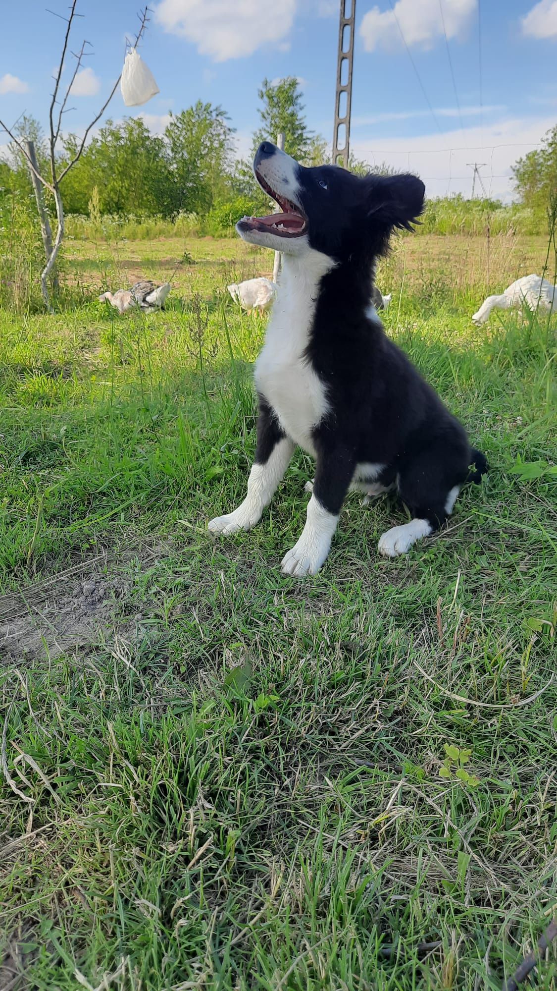 Border Collie szczeniak piesek GOTOWY DO ODBIORU