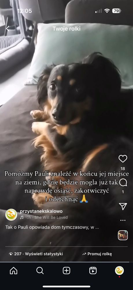 Paula jako młody piesek zabrana ze złomowiska,potem 7 lat w schronisku