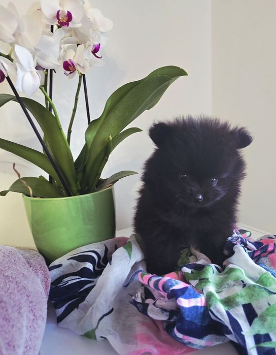 Szpic miniaturowy Pomeranian