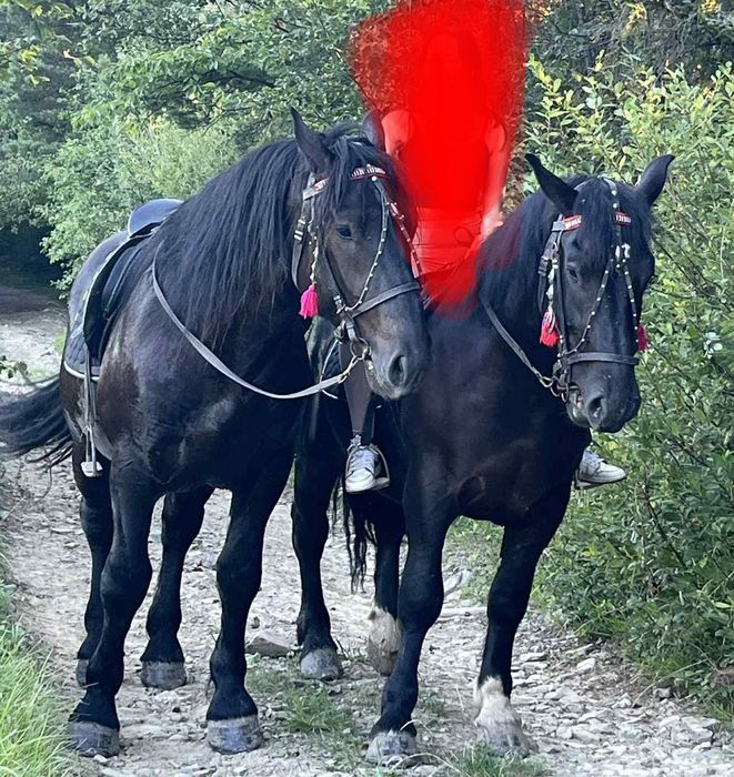 Sprzedam parę koni zimnokrwistych